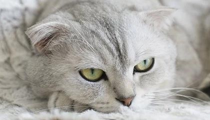 开云体育下载入口-摩纳哥后防线再添新分，球队稳扎稳打期待更上一层楼，摩纳哥球队是哪个国家